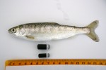 smolt with tags