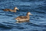 Floating Albatross - Northwest Vancouver Island, 2011