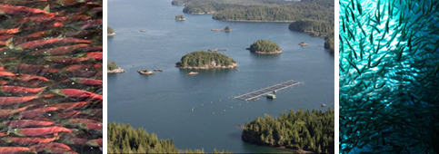 Testing the Effect of Fish Farms on Salmon Survival (TEFFS)
