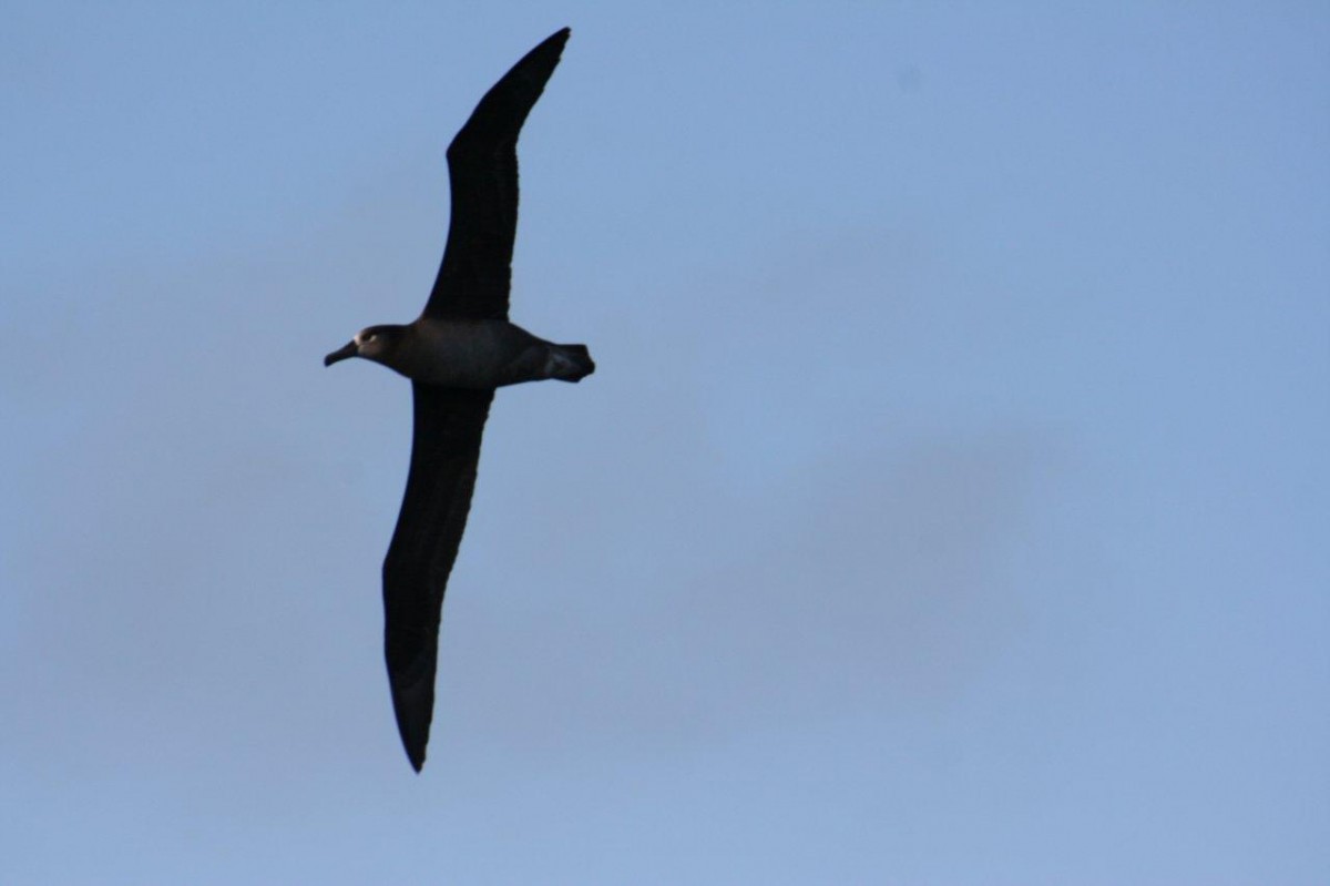 Flying Albatross – Northwest Vancouver Island, 2011