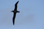 Flying Albatross - Northwest Vancouver Island, 2011