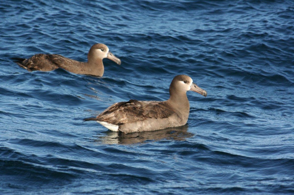 Floating Albatross – Northwest Vancouver Island, 2011